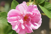 ダマスクローズ