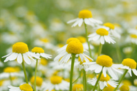 ジャーマンカモミール