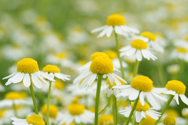 カモミール・ジャーマン