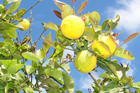 レモン