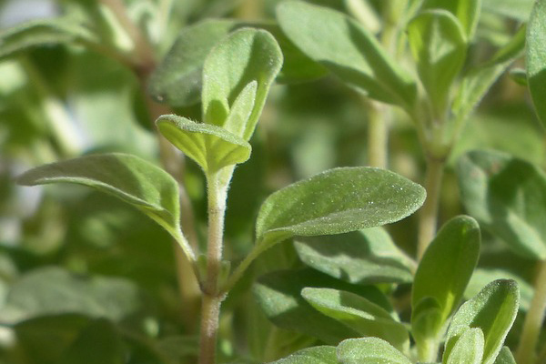 マージョラム・スイート