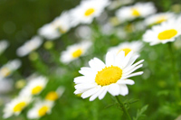 ローマンカモミール