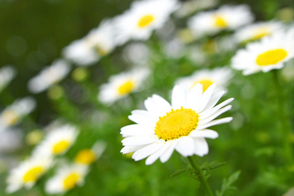 カモミール・ローマン