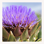 アーティチョークの花