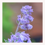 キャットニップの花