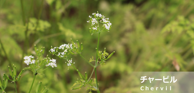 チャービル