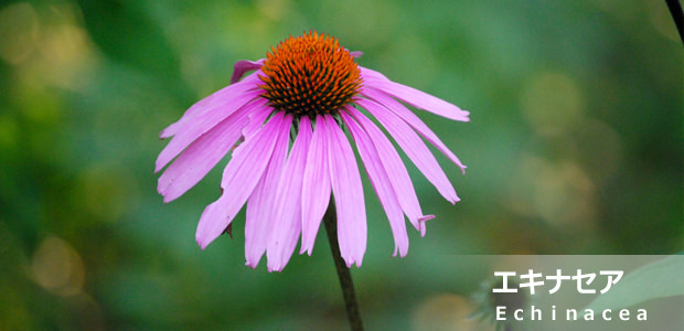 エキナセア