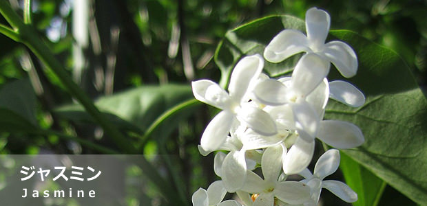 ジャスミン