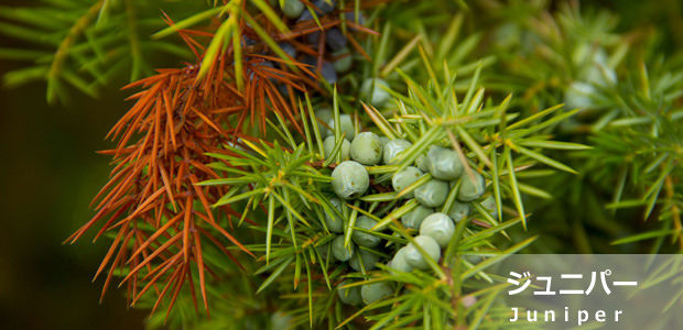 ジュニパー