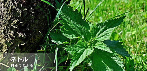 ネトル