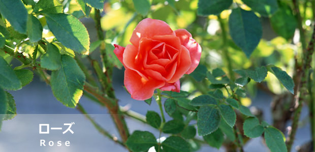 ローズ