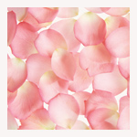 ローズの花びら