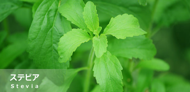 ステビア