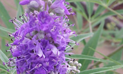 チェストベリー