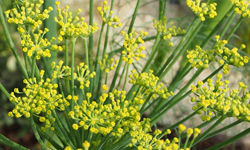 フェンネル