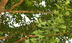 ギンコウ（イチョウ）