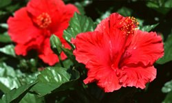ハイビスカス