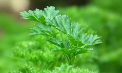パセリ