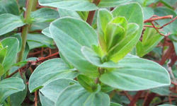 セントジョーンズワート