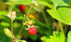 ワイルドストロベリー